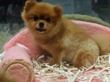 Pomeranian Boo