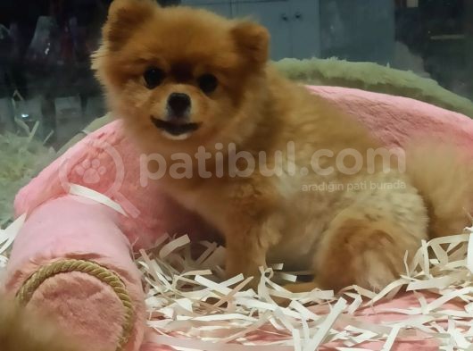 Pomeranian Boo görsel
