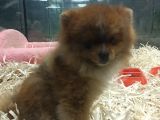 Pomeranian Boo