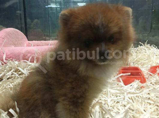 Pomeranian Boo görsel
