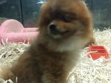 Pomeranian Boo