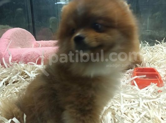 Pomeranian Boo görsel