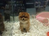 Pomeranian Boo