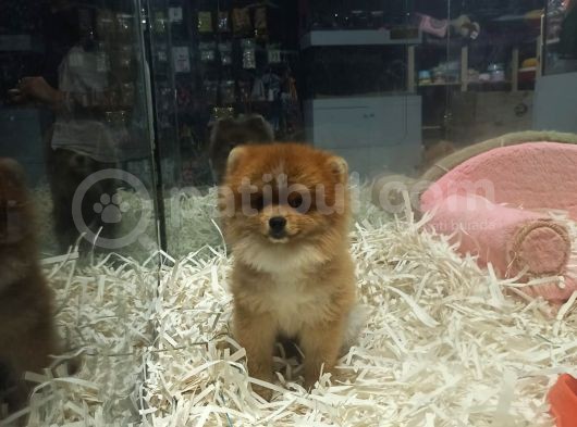 Pomeranian Boo görsel