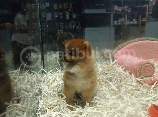 Pomeranian Boo görsel