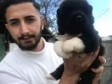 Mükemmel Amerikan Akita Yavrumuz Teslime Hazır 