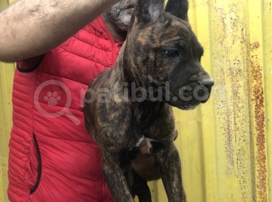 Süper Tiger Ve Siyah Bebekler Hemen Teslim  görsel