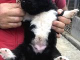 Mükemmel Amerikan Akita Yavrumuz Teslime Hazır 