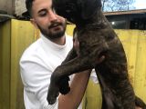 Süper Tiger Ve Siyah Bebekler Hemen Teslim 