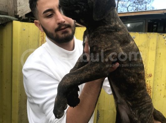 Süper Tiger Ve Siyah Bebekler Hemen Teslim  görsel