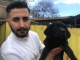 Süper Tiger Ve Siyah Bebekler Hemen Teslim 