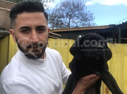 Süper Tiger Ve Siyah Bebekler Hemen Teslim  görsel