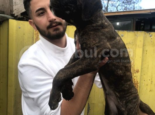 Süper Tiger Ve Siyah Bebekler Hemen Teslim  görsel