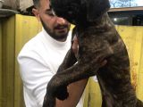 Süper Tiger Ve Siyah Bebekler Hemen Teslim 