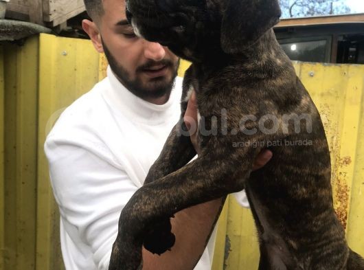 Süper Tiger Ve Siyah Bebekler Hemen Teslim  görsel