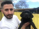 Süper Tiger Ve Siyah Bebekler Hemen Teslim 