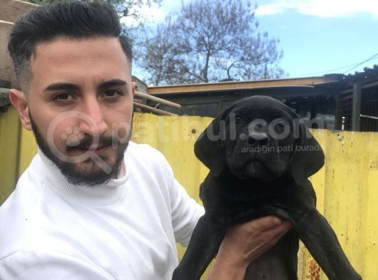 Süper Tiger Ve Siyah Bebekler Hemen Teslim  görsel
