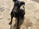 Damızlık Doberman 
