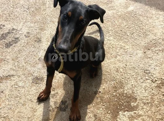 Damızlık Doberman 