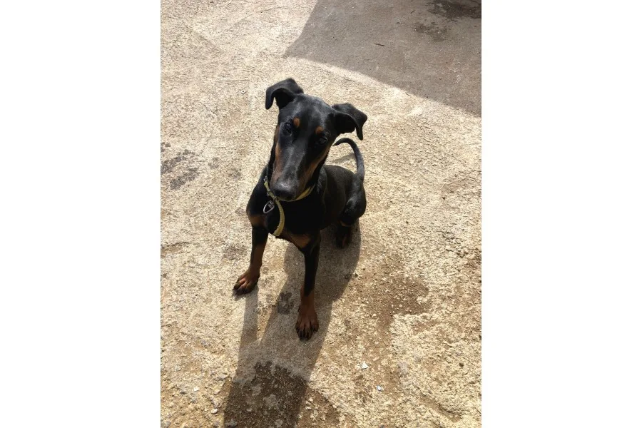Damızlık doberman 