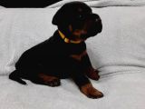 Doberman Yavruları