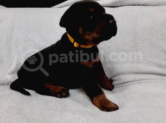 Doberman Yavruları görsel