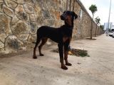 Damızlık Doberman 