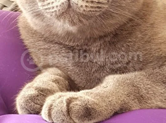 Eş