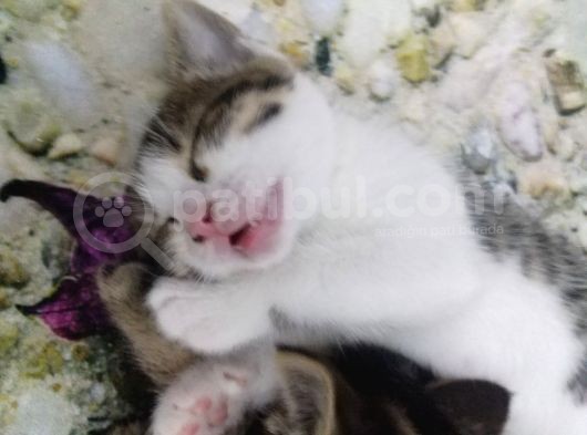 Antalya İçi Sahiplendirme görsel