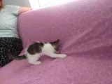 Antalya İçi Sahiplendirme
