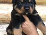 Rottweiler Yavruları