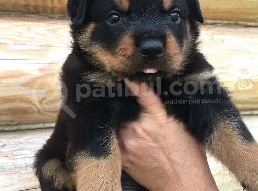 Rottweiler Yavruları