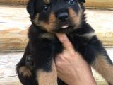 Rottweiler Yavruları
