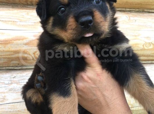 Rottweiler Yavruları görsel