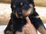 Rottweiler Yavruları