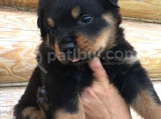 Rottweiler Yavruları görsel