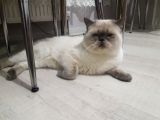 Safkan British Shorthair