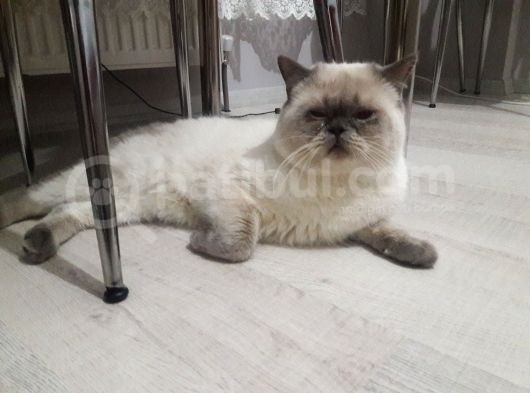 Safkan British Shorthair görsel