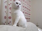 Safkan British Shorthair