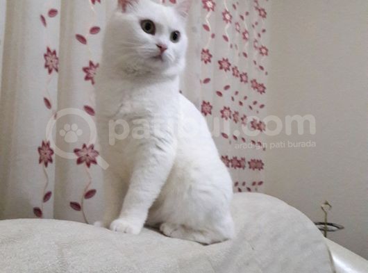 Safkan British Shorthair görsel