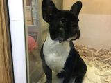Tek Kelime Fransız Bulldog