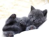 British Shorthair Yavruları