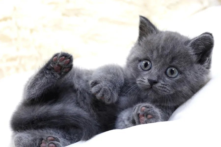British Shorthair Yavruları