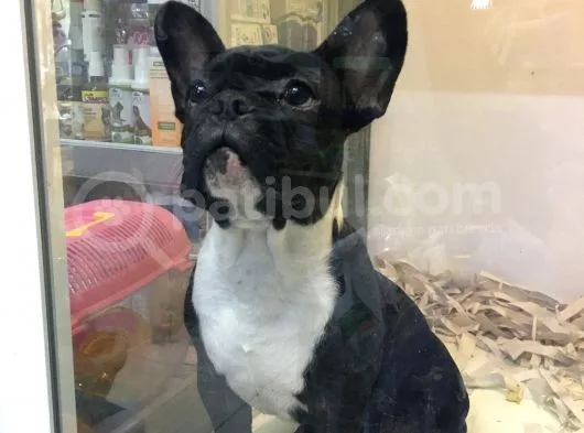 Tek Kelime Fransız Bulldog