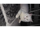 Safkan British Shorthair