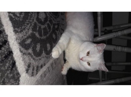 Safkan British Shorthair görsel