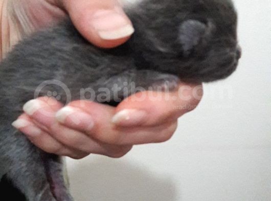 Safkan British Shorthair görsel