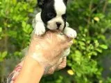 French Bulldog Yavruları