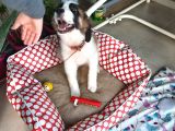 Sahibinden Safkan St Bernard