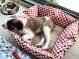 Sahibinden Safkan St Bernard